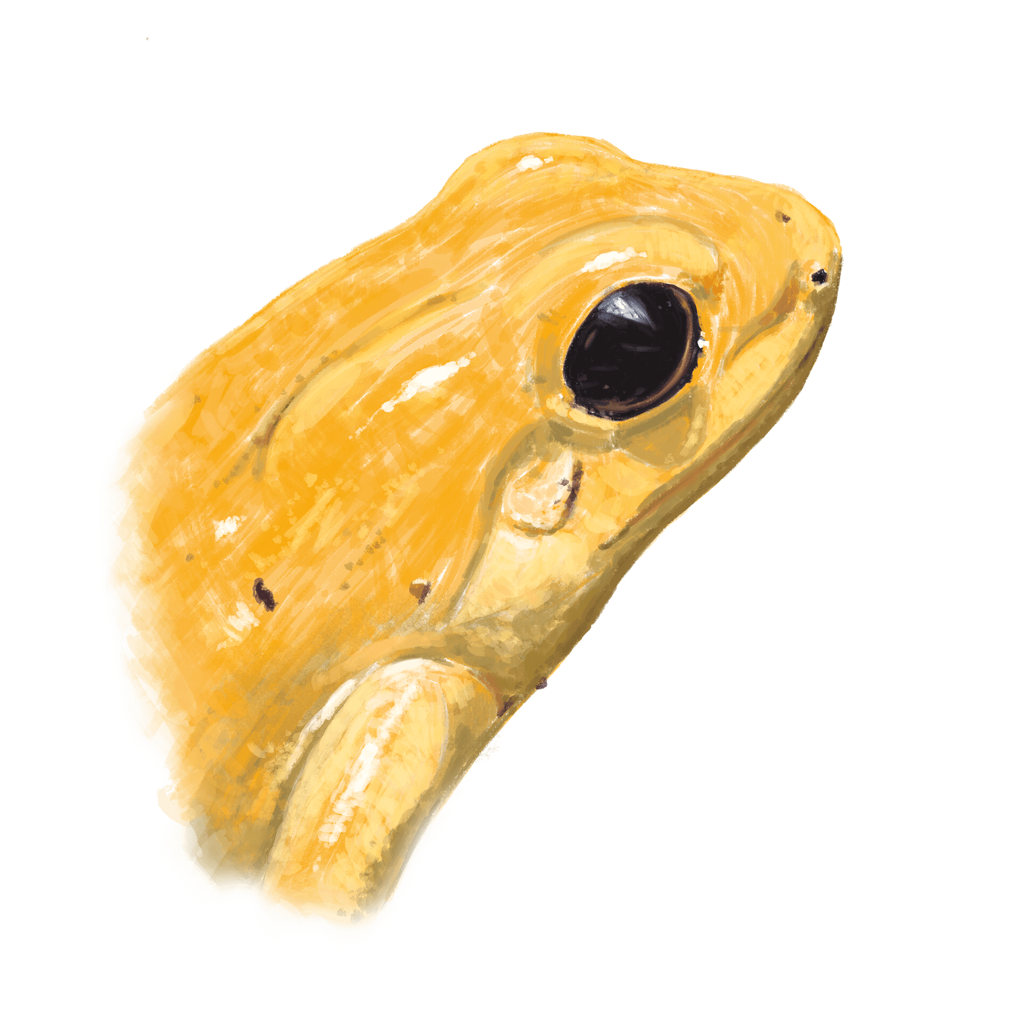 Goldener Pfeilgiftfrosch